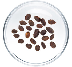 Saw Palmetto