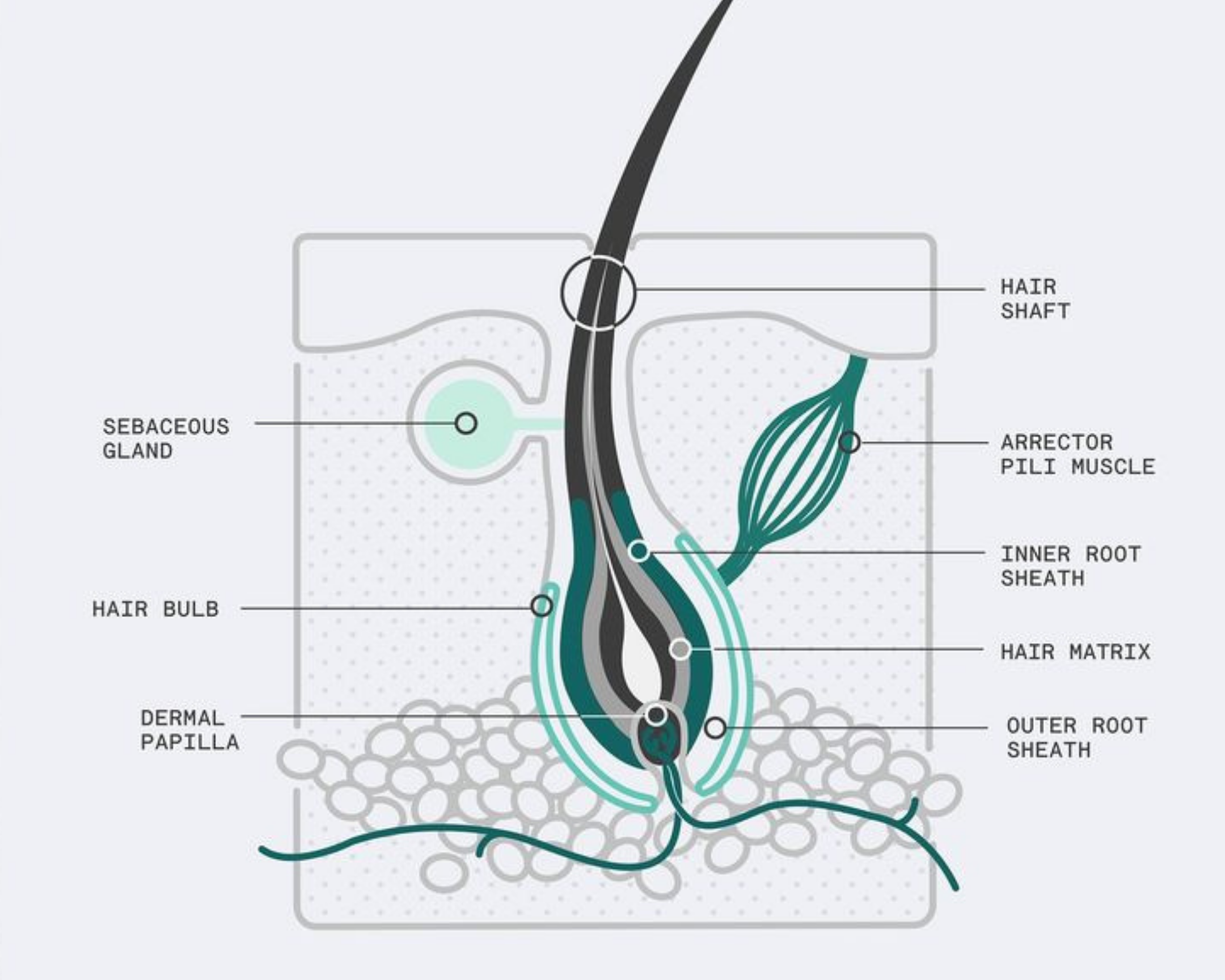 The Anatomy of Your Hair: A Guide to the Hair Shaft and Follicle