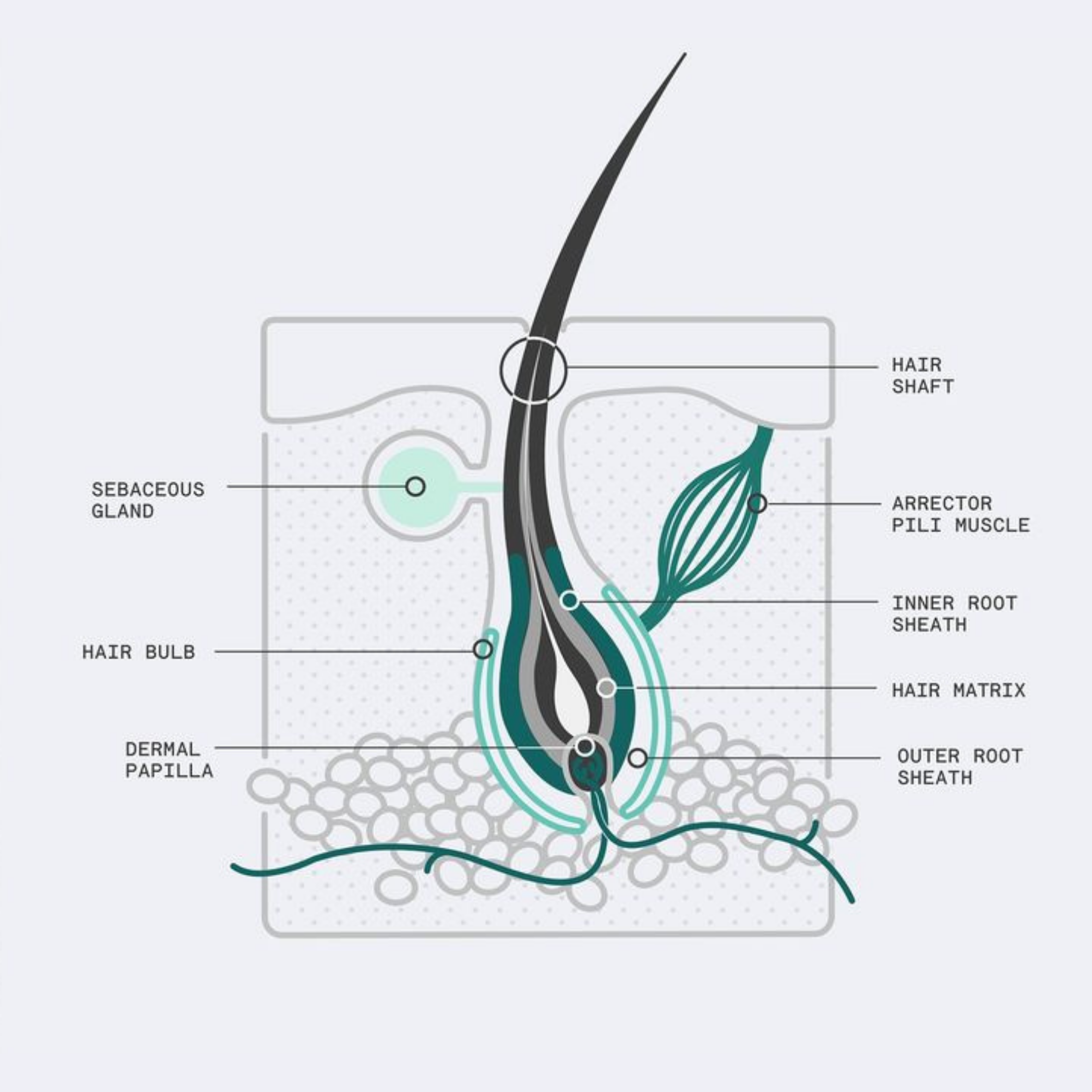 The Anatomy of Your Hair: A Guide to the Hair Shaft and Follicle
