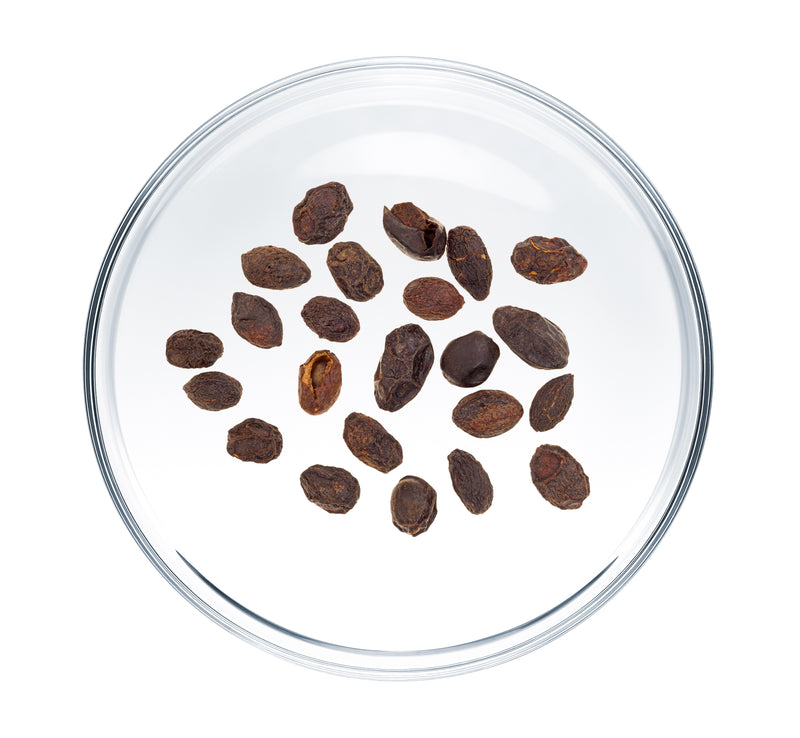 Saw Palmetto